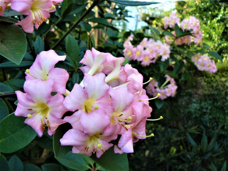 Edinburgh Botanic Gardens Flower