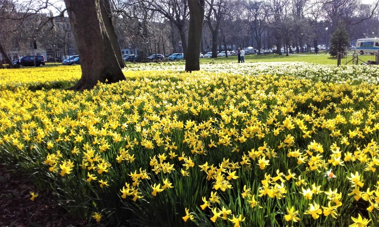 Edinburgh Meadows Daffodils