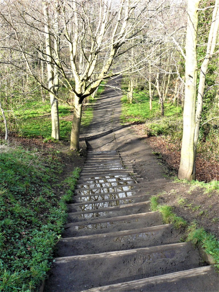 Edinburgh tree reflections