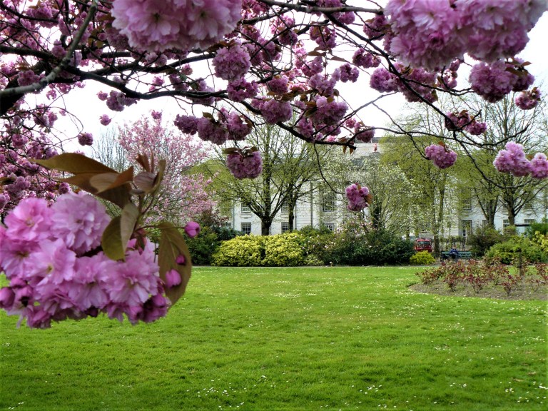 cardiff alexandra gardens blossom