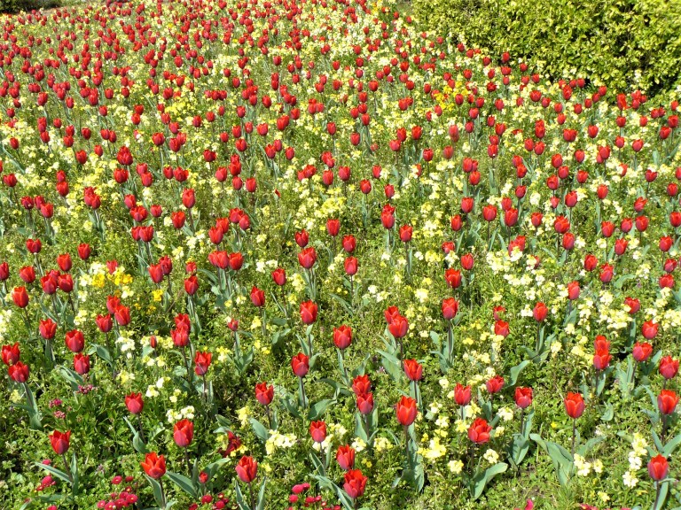 cardiff roath park flowers