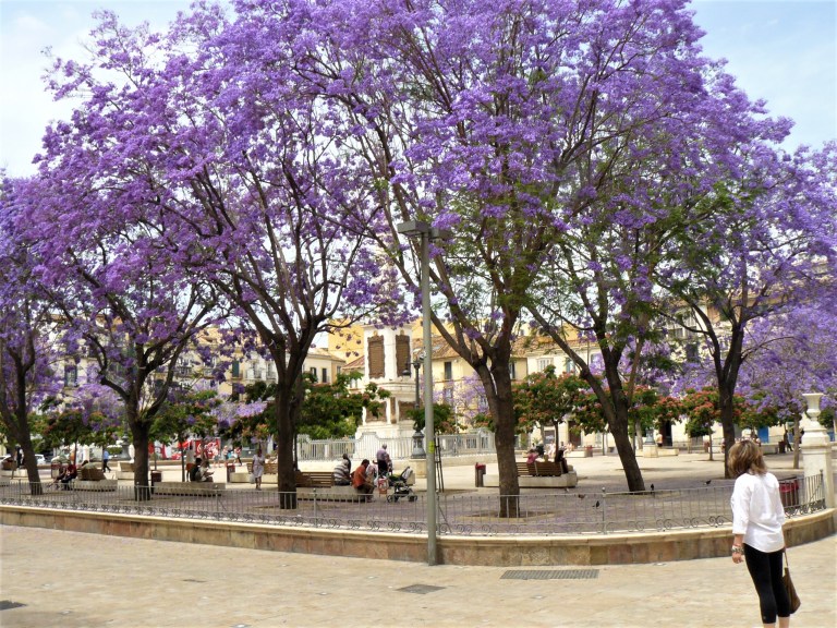 malaga blossom