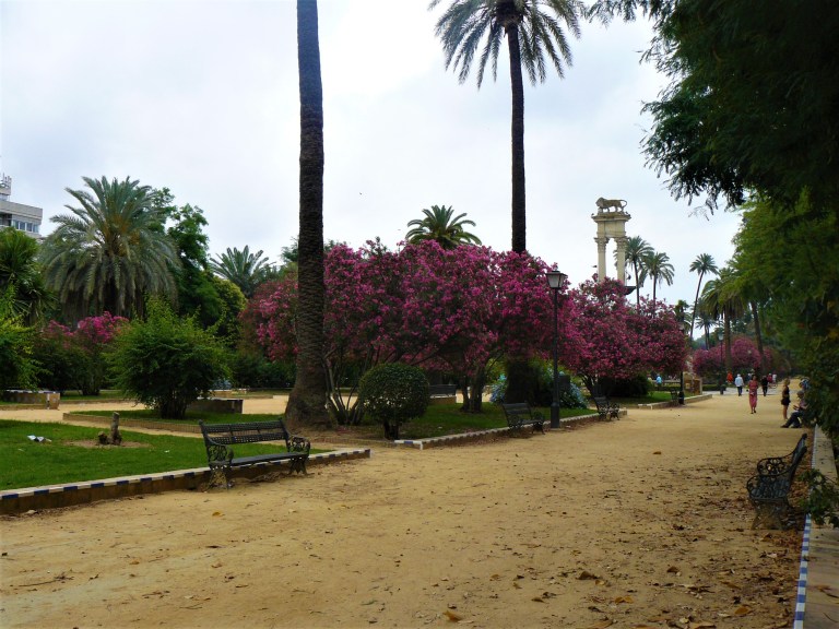 pink sevilla flowers
