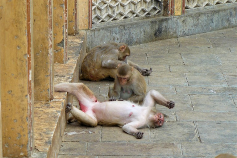 jaipur monkey temple 3
