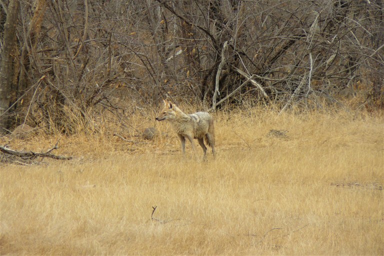 ranthambhore animal 1