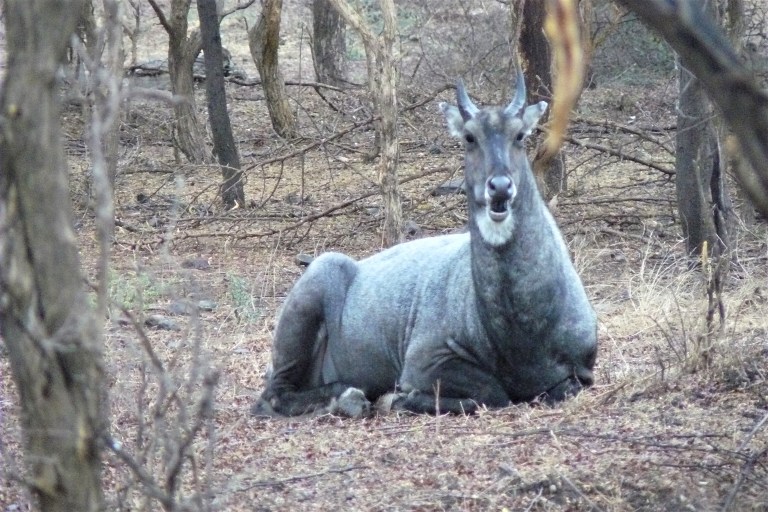 ranthambhore animal 1