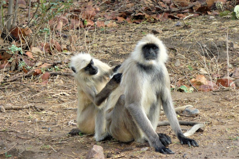 ranthambhore monkey 1.1