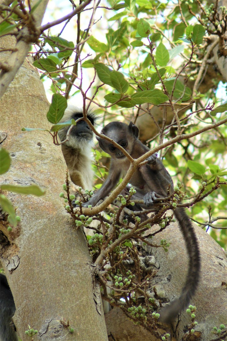 ranthambhore monkey 1