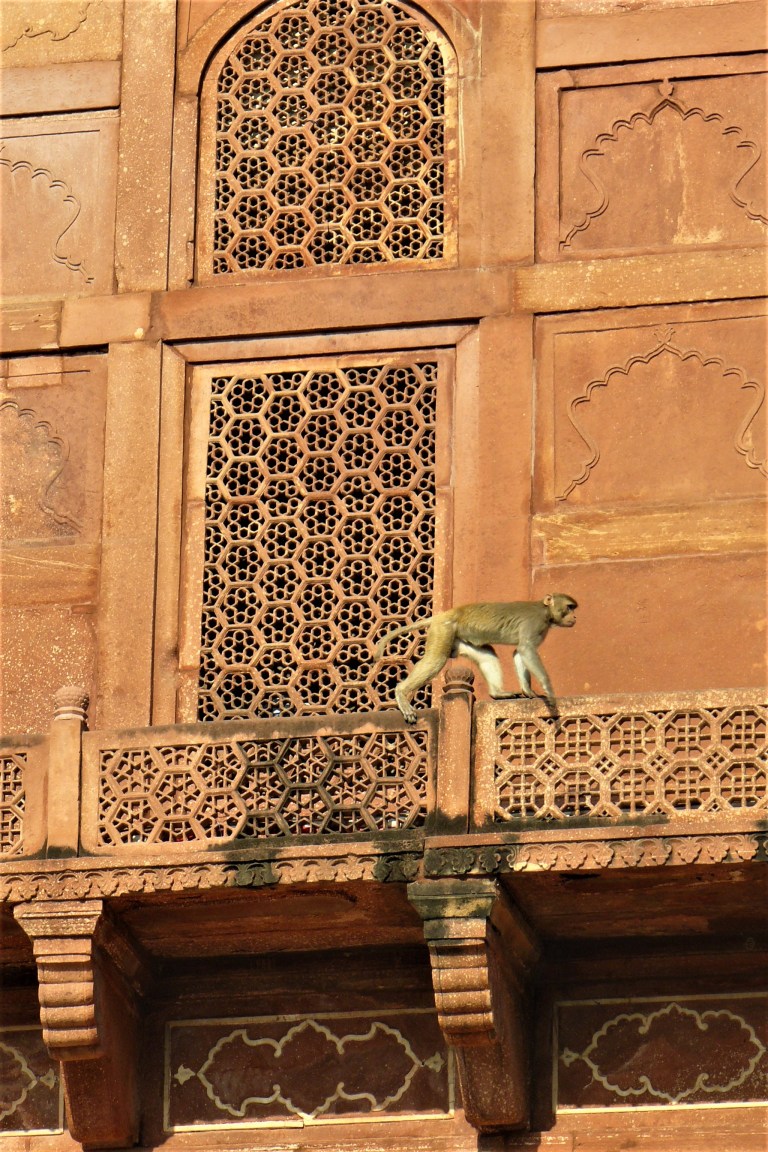 taj mahal sunrise 25