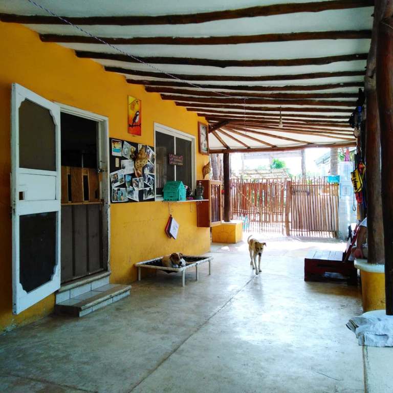 Mexico Isla Holbox Dog Sanctuary 1