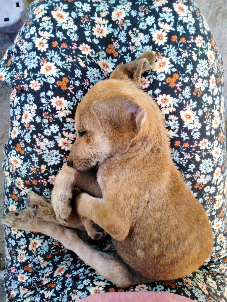 Belize Caye Caulker Animal Shelter 3