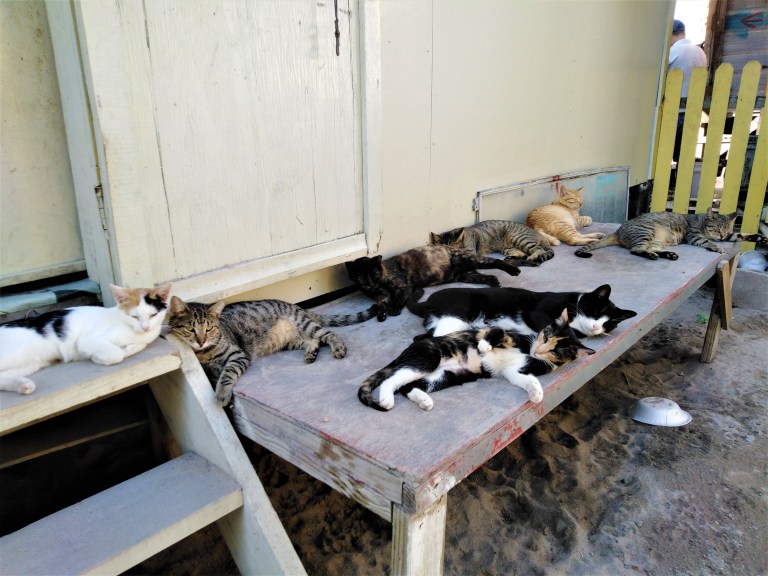 Belize Caye Caulker Animal Shelter 4