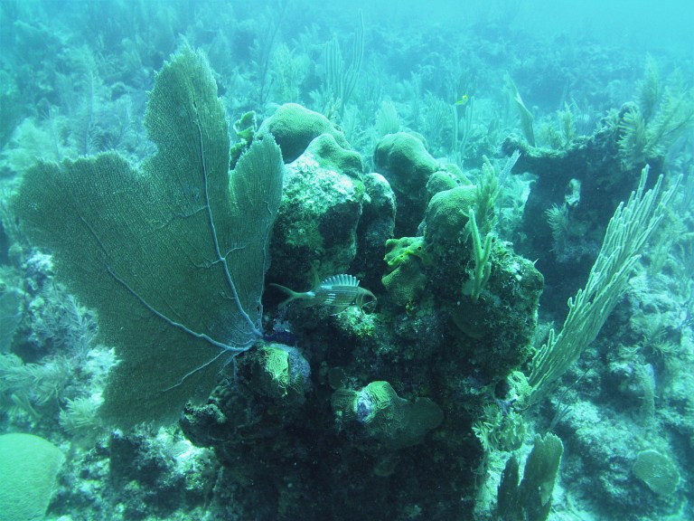 Belize Caye Caulker Diving 25