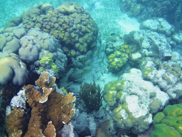 Belize San Pedro Hol Chan 2