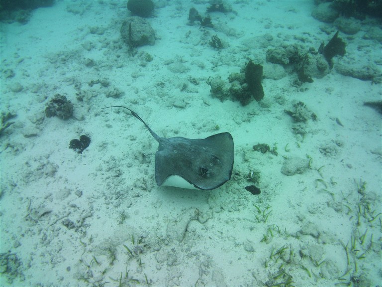 Belize San Pedro Shark Ray Alley 7