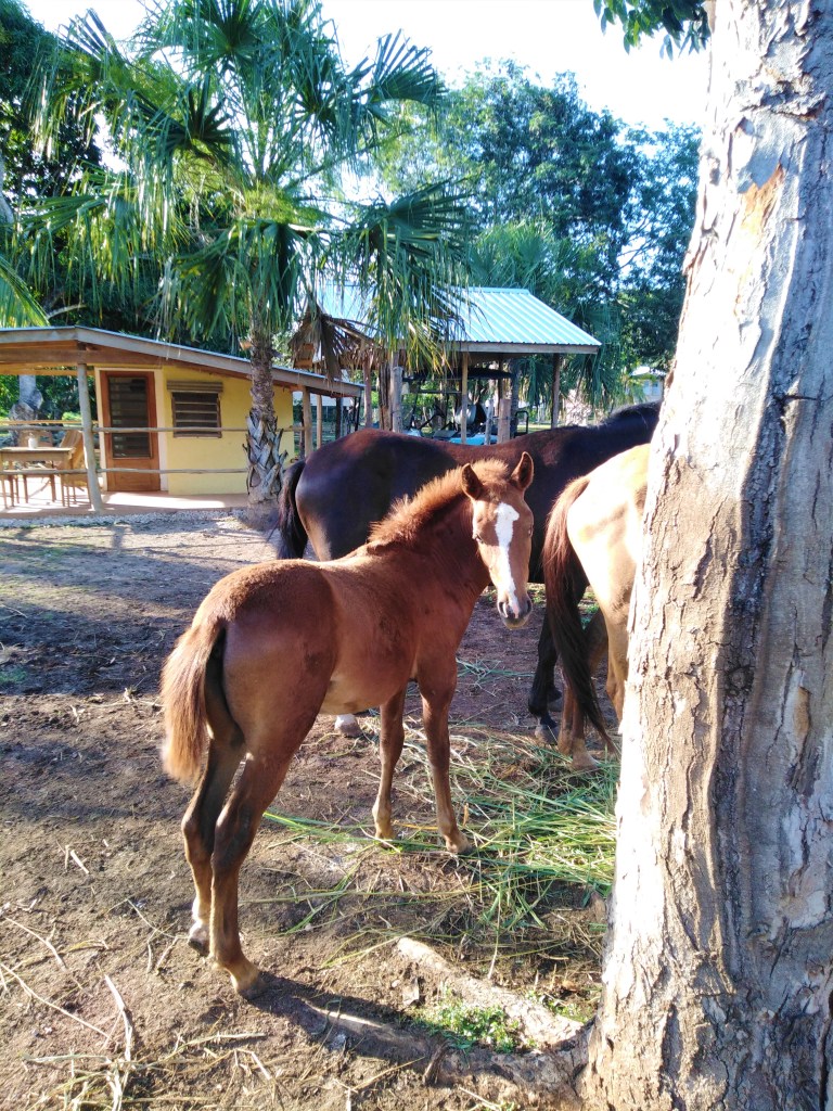 Belize Sarteneja Backpackers Paradise 2