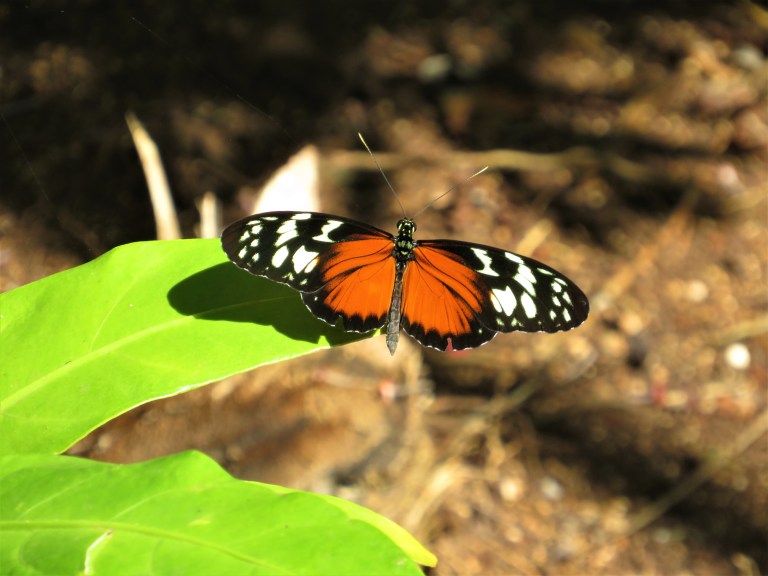 Belize Sarteneja Shipstern Nature Reserve 12