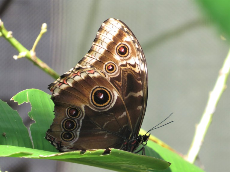 Belize Sarteneja Shipstern Nature Reserve 4