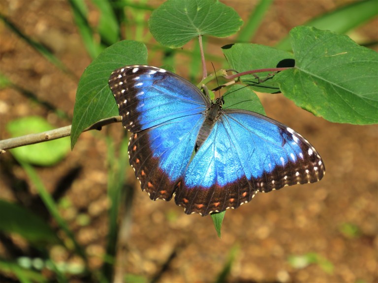 Belize Sarteneja Shipstern Nature Reserve 9