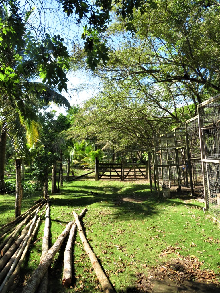 Belize Sarteneja Wildtracks 2
