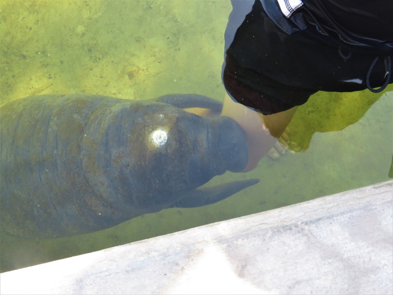 Belize Sarteneja Wildtracks 4