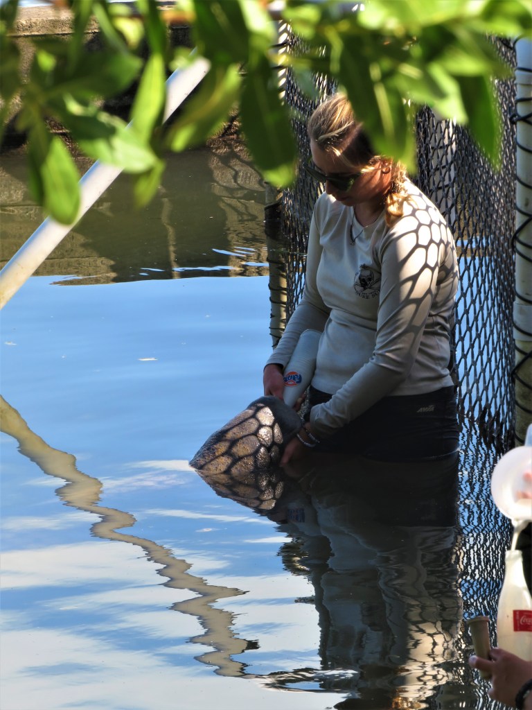 Belize Sarteneja Wildtracks 5