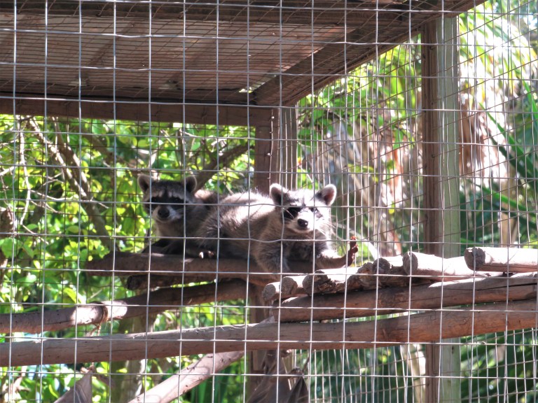 Belize Sarteneja Wildtracks 7