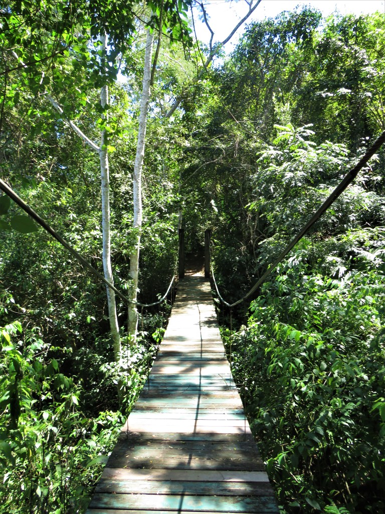 Belize San Ignacio Botanical Gardens 11