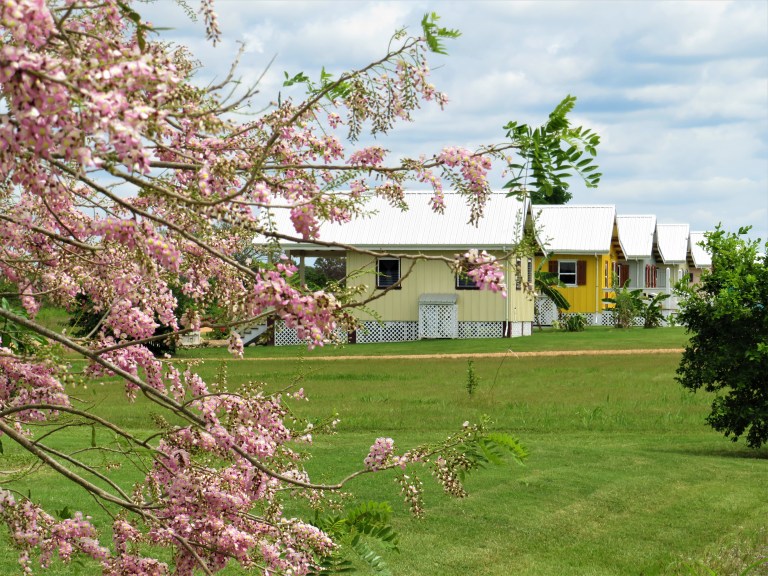 Belize San Ignacio Carmelita Gardens 11