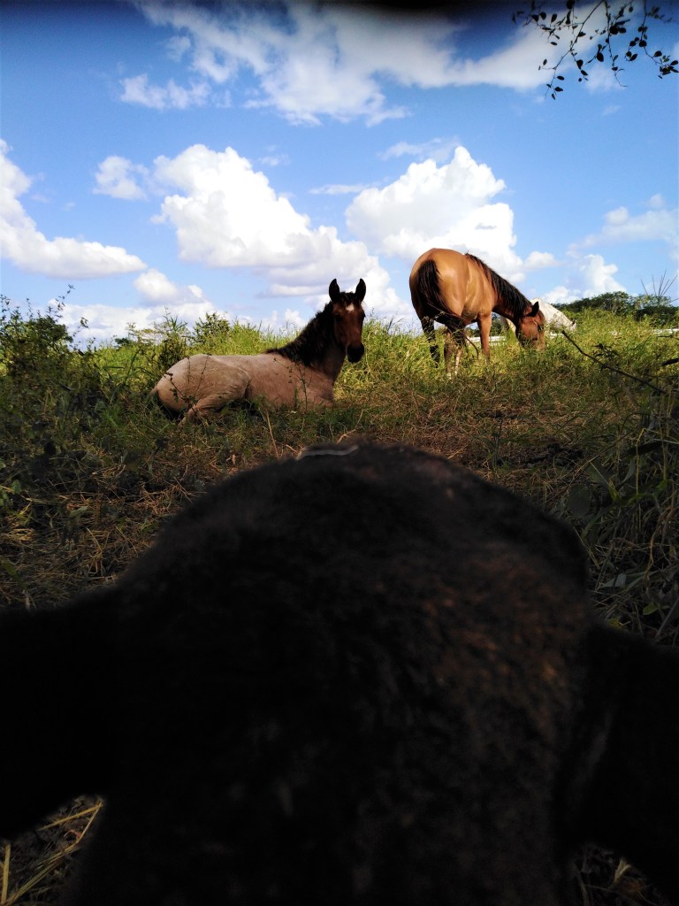 Belize San Ignacio Carmelita Gardens 5