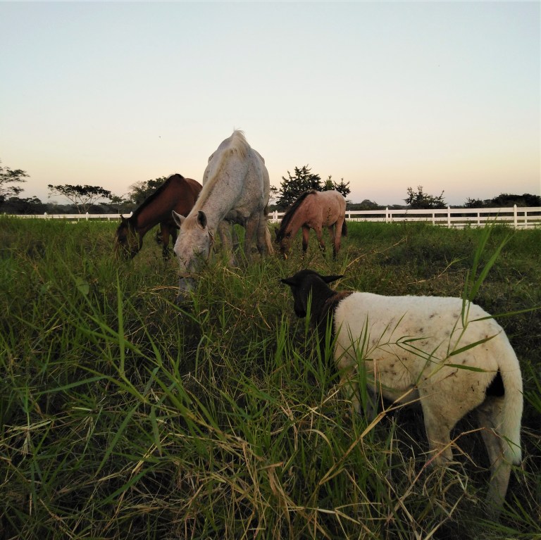 Belize San Ignacio Carmelita Gardens 6