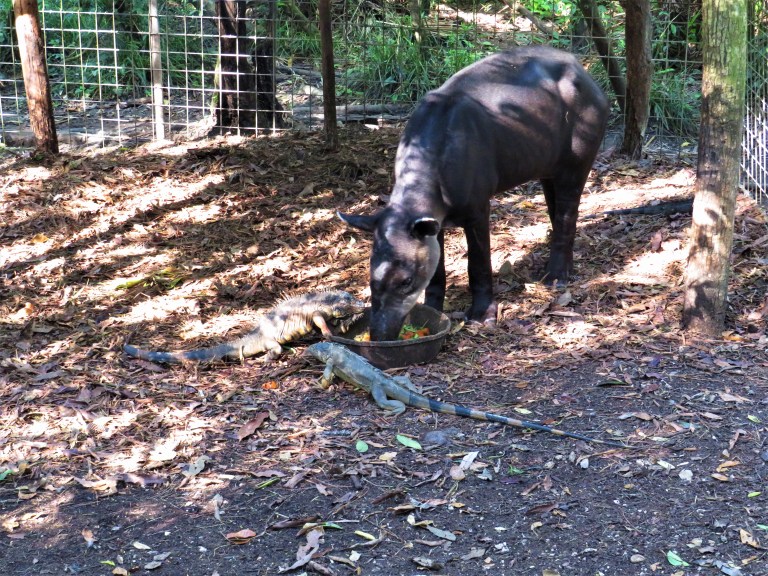 Belize Zoo 1
